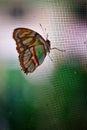 Butterfly on a plastic net Royalty Free Stock Photo