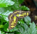 Butterfly on a Plate of Fruit #2 Royalty Free Stock Photo