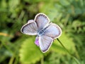 Butterfly Plebejus argus