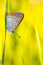 Butterfly Plebejus Idas Royalty Free Stock Photo