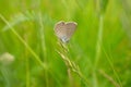 Butterfly on poaceae on green background Royalty Free Stock Photo