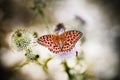 Butterfly poised on flower Royalty Free Stock Photo