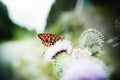 Butterfly poised on flower Royalty Free Stock Photo