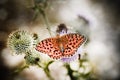 Butterfly poised on flower Royalty Free Stock Photo