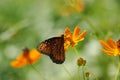 Butterfly poised on flower Royalty Free Stock Photo