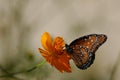 Butterfly poised on flower Royalty Free Stock Photo