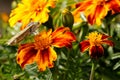 Butterflies. Summer. The natural beauty of Russia