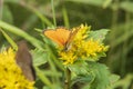 A butterfly pollinates flowers