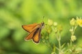 A butterfly pollinates flowers