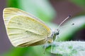 Butterfly pollinating a flower. Pieridae Royalty Free Stock Photo