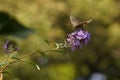 Butterflies. Summer. The natural beauty of Russia