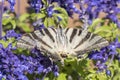 Butterfly pollinating flowers of a sage plant Royalty Free Stock Photo