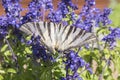 Butterfly pollinating flowers of a sage plant Royalty Free Stock Photo