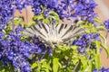 Butterfly pollinating flowers of a sage plant Royalty Free Stock Photo