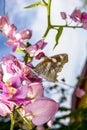 Butterfly Pollinating Pink Blossoming Flowers of a Queen's Wreath Vine