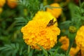 A butterfly pollinating a yellow African Marigold