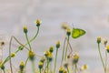 Butterfly pollination flower Royalty Free Stock Photo