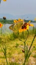 Butterfly pollination