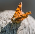 Butterfly Polygonia calbum is sunbathing Royalty Free Stock Photo