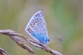 Butterfly Polyommatinae, the blues Royalty Free Stock Photo