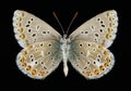 Butterfly Polyommatus bellargus (male) (underside) Royalty Free Stock Photo