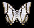 Butterfly Polyura eudamippus Royalty Free Stock Photo