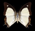 Butterfly Polyura jalysus Royalty Free Stock Photo