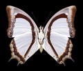 Butterfly Polyura jalysus Royalty Free Stock Photo