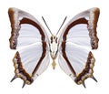 Butterfly Polyura jalysus Royalty Free Stock Photo