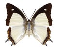 Butterfly Polyura jalysus Royalty Free Stock Photo