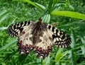 Butterfly polyxene Royalty Free Stock Photo