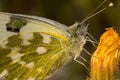 Butterfly Pontia Daplidice sitting on a flower