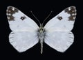 Butterfly Pontia edusa