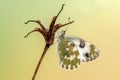 Butterfly Pontia edusa on a dry flower