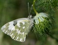 Butterfly Pontia edusa