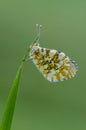 Butterfly Pontia edusa sit on a forest plant