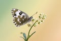 Butterfly Pontia edusa  on a summer day on a  field flower  early waiting for the first rays of the sun Royalty Free Stock Photo