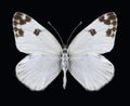 Butterfly Pontia glauconome