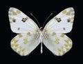 Butterfly Pontia glauconome underside