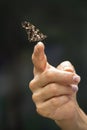 Butterfly posing on a fingertip