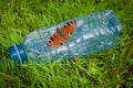 Butterfly posing in the garbage of a park