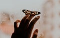 Butterfly posing, ginger, hand, pose, window