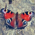 butterfly