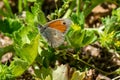 Butterfly posing