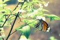 Butterfly Royalty Free Stock Photo