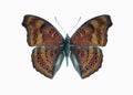 Butterfly Precis (Junonia) hedonia