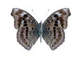 Butterfly Precis (Junonia) hedonia (underside) Royalty Free Stock Photo