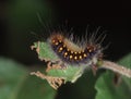 Butterfly predator eats leaf