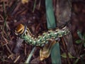 Butterfly predator eats leaf Royalty Free Stock Photo
