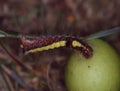 Butterfly predator eats leaf